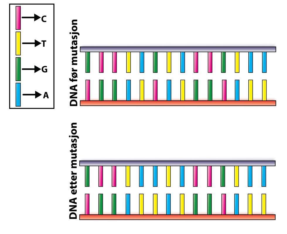 Genetikk 149 (oppgave 19 vår 2015) Hvilken type mutasjon er vist i figuren nedenfor?