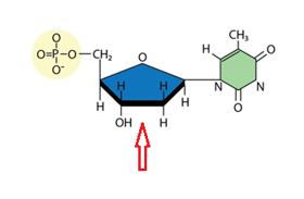 Genetikk 159 (oppgave 11 høst 2016) Figuren viser et molekyl. Hva kaller vi den delen av molekylet som pilen peker på (tegnet i blått)?
