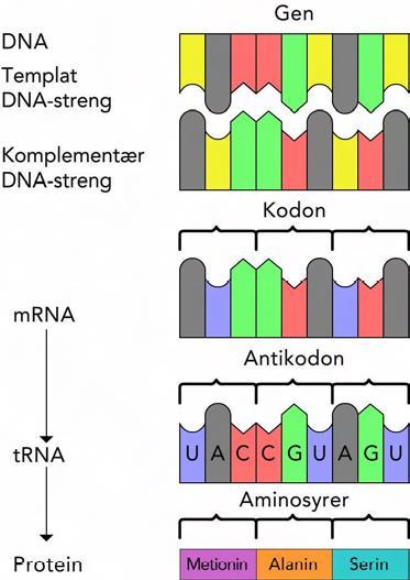 Bruk figur 3 for å besvare spørsmålene Genetikk 18 og Genetikk 19. Fig. 3 Fra gen til protein På denne figuren er det bare tegnet inn trna-antikodon.