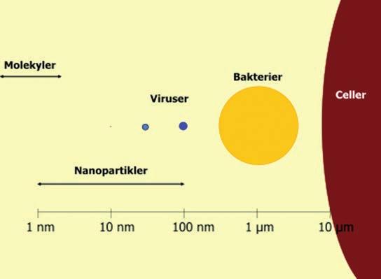 Nanoteknologi krever også overvåkning av sikkerhetsaspekter Figur 1 Sammenligning av størrelsesorden for nanopartikler, humane celler, bakterier, virus, og molekyler. meter.