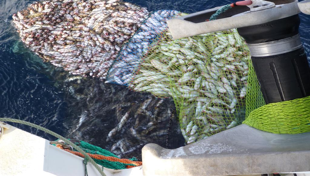 58 eget fiske. I lys av dagens kvoteregulerte fiskeri (uttaksreguleringer), refererer slike nye hensyn bl.a. til krav om å gjennomføre fisket på en mer effektiv- og lønnsom måte.
