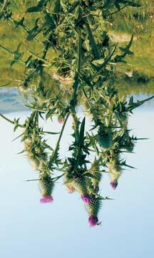 Myrtistel Veitistel (Cirsium palustre) Cirsium vulgare(savi) Ten. Toårig plante med pålerot. Formerer og sprer seg med frø. Etter frøbladstadiet dannes det varige blad i rosetter.