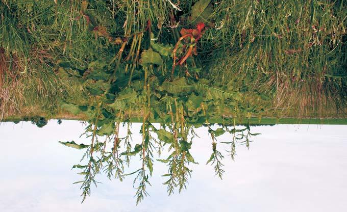 Høymole (Rumex longifolius) Flerårig plante med kraftig, greina pålerot. Sprer seg hovedsakelig med frø, eller med oppdeling av røtter. Fra bladrosett vokser stengelen opp og kan bli opp til 130 cm.