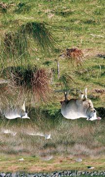 Lyssiv Hundekjeks (Juncus effusus ) (Anthiriscus sylvestris) Flerårig plante som danner tette tuer med sterkt greina jordstengler.