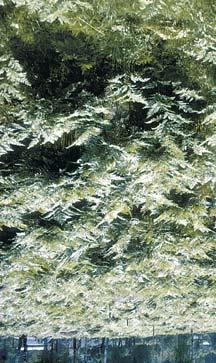 Einstape Engsyre (Bregne) (Pteridium aquilinum) (Rumex acetosa) Einstape har lang forgreina jordstengel med hårlignende utvekster. Finnes ofte i tett bestand med horisontalt liggende bladplater.