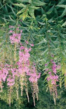 Geitrams (Epilobium angustifolium) Flerårig plante som formerer seg med frø og krypende røtter. Frøene har fnokk og spres lett med vinden.