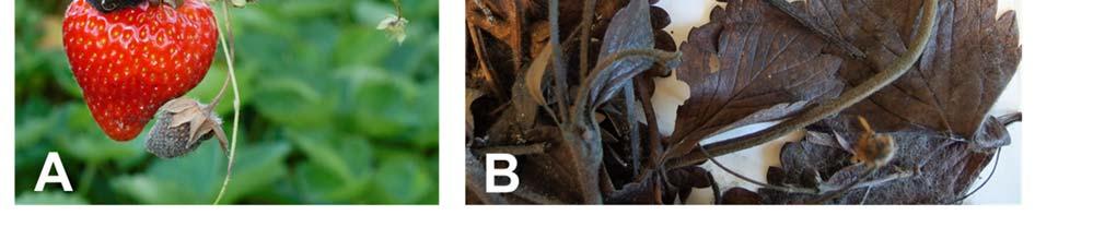 Soppen overvintrer i vissent bladverk og andre planterester. Når temperaturen stiger om våren, starter danninga av sporer på de gamle planterestene (Fig. 1B). Sporene spres og infiserer nyveksten.