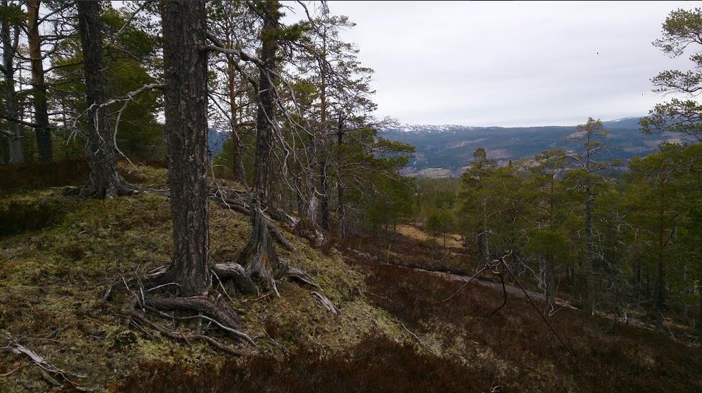 Øvrige klasser Klasse Lengde Nivå Klasse Lengde Nivå D -10 2,5 km C H -10 2,5 km C D 11-12 2,7 km C H 11-12 2,7 km C D 11-12 N 2,5 km N H 11-12 N 2,5 km N D 13-16 C 2,5 km C H 13-16 C 2,5 km C D