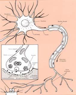 Celletyper Neuroner Astrocyter Oligodendrocyter Blod-hjerne barriere (microglia, ependymale celler, meningeale