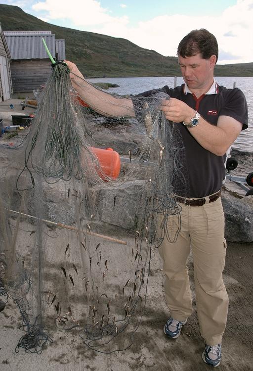 krepsdyr, andre bunndyr eller plankton. Dette vil da kunne medføre et energitap i produksjonen av aure (Saltveit & Brabrand, 1991).