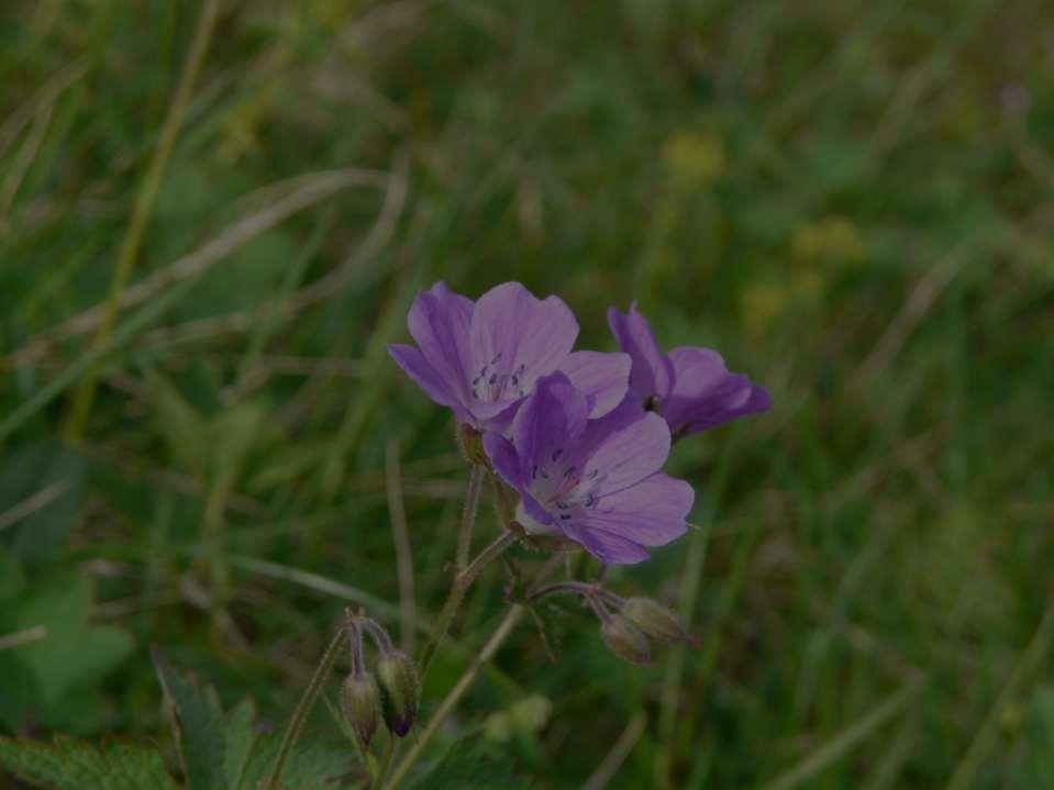 Vernebestemmelser ( 3) - planteliv Vegetasjon er fredet. Planting av nye treslag er forbudt. Direkte unntak: Beiting Bruk av trevirke til bålbrenning. Plukking av bær og matsopp.