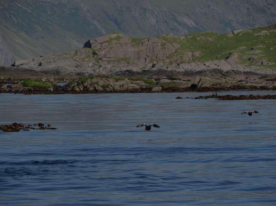 Oppsummering sjøfugl Lofotodden er fremdeles et viktig hekkeområde for sjøfugl, særlig viktig for toppskarv, teist og krykkje.