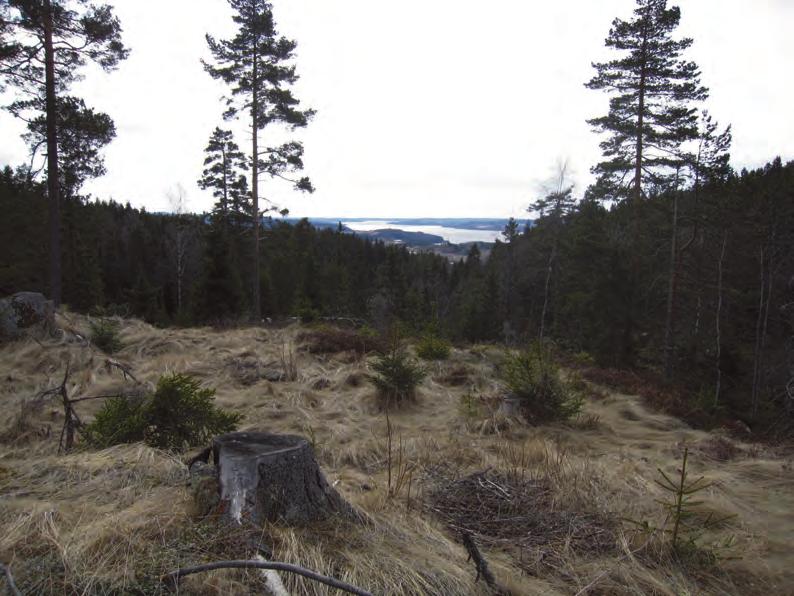 Bjønnehiet Turen: Rovenstien går fra Fjellsrudkrysset til Dulpemyra via Bjønnehiet. Man kan også gå merka stier fra Hvalstjern skistadion, Løkenåsen, Råmyra og Høgås Batteri.