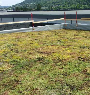 Grønne tak er med på å dempe støy i byene og bidrar til å samle opp støv og partikler fra lufta.