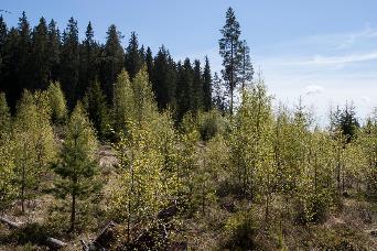 Jord- og skogbruk: PRIMÆRNÆRING Fotosyntesenæring som primært binder C Grunnlaget for alt