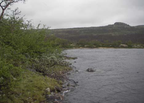 Figur 7. Subalpin sone ved Vollevatn i Kvennavassdraget. Foto 15.07.2008. Figur 8.