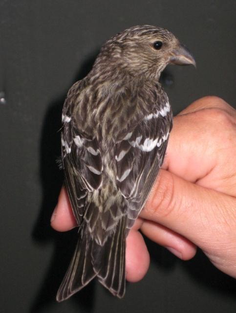 Perleugle Aegolius funereus 22 oktober. Foto: John Fjørtoft Karlsen Båndkorsnebb Loxia leucoptera ringmerket 20 august. Foto: Stig Eide Hele 3 hauksangere ble merket denne høsten, 24/8 (J.