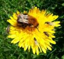 insektarter), er truete eller som har arter som er truet og står på Norsk rødliste. INFO Kartlagte forekomster kan finnes på: Mange av naturtypene ligger på WWW.NATURBASE.