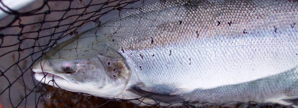 Rømt fisk Rømt oppdrettslaks vandrer opp i elvene og gyter med villaks. Det har negative genetiske og økologiske konsekvenser for villaksen.