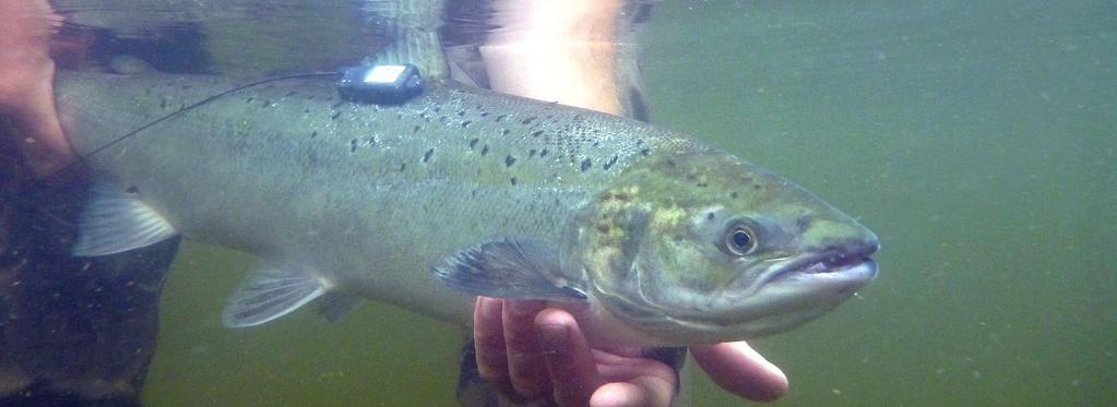 Kartlegging av fiskeatferd med telemetri NINA er en av verdens fremste forskningsinstitusjoner på fisketelemetri.