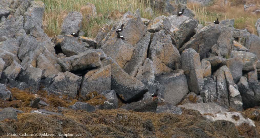 Figur 51 Rasurer og blokkstrender er ofte hekkeområder for den sårbare kystnære dykkeren