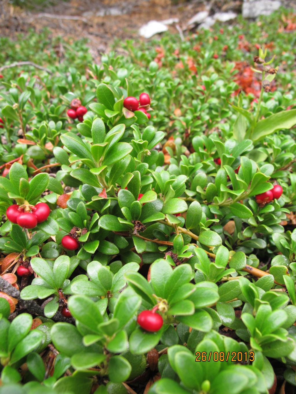 Ut over det kan det nevnes at det er en rekke kalkkrevende arter, hvorav de viktigste er skredarve (Arenaria norvegica), hårstarr (Carex capillaris), bergstarr (Carex rupestris), reinrose (Dryas