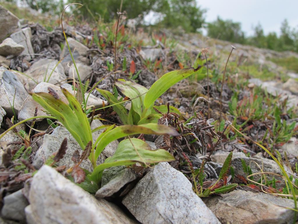 flekkmure (Potentilla cranzii), og gulsildre (Saxifraga aizoides). Se ellers artslista. Noen arter i klakfuruskogen på Nøklan, Kvænangen. Til venstre: Bakkesøte (Gentianella campestris) i hvit utgave.