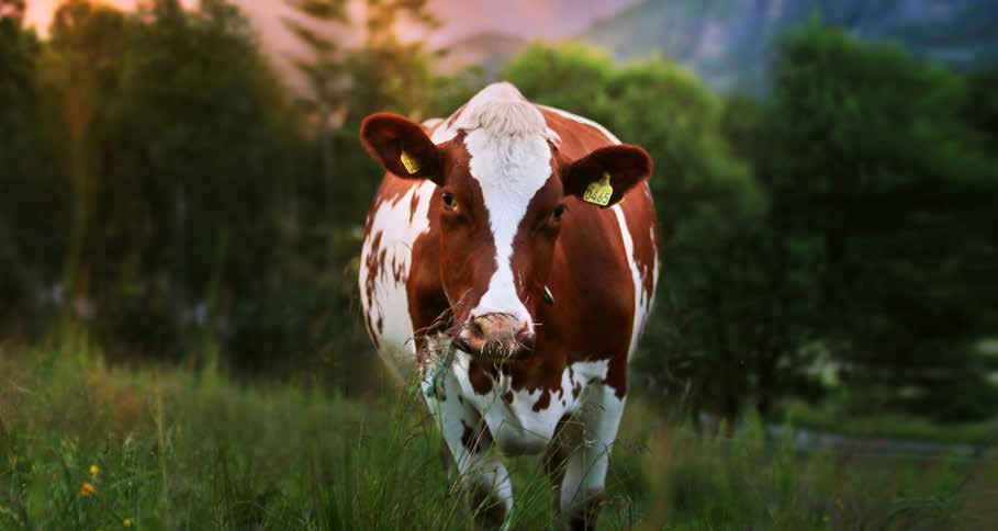 NORSK RØDT FE NRF er en kombinasjonsrase, som vil si at den produserer både melk og kjøtt. Helse- og fruktbarhetsegenskaper har vært inkludert i avlsmålet siden 70-tallet.