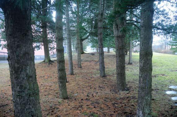 Tommy Prestø, Dagmar Hagen og Vibekke Vange 9 Figur 9. Sannsynlige mortrær av sembrafuru Pinus cembra er plantet blant annet i parken på Østmarka sykehus.