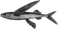 Flygefisken Cypsilurus heterurus i Oslofjorden MORTEN VIKER Viker, M. 2000. Flygefisken Cypsilurus heterurus i Oslofjorden. Natur i Østfold 19(2): 193-198.