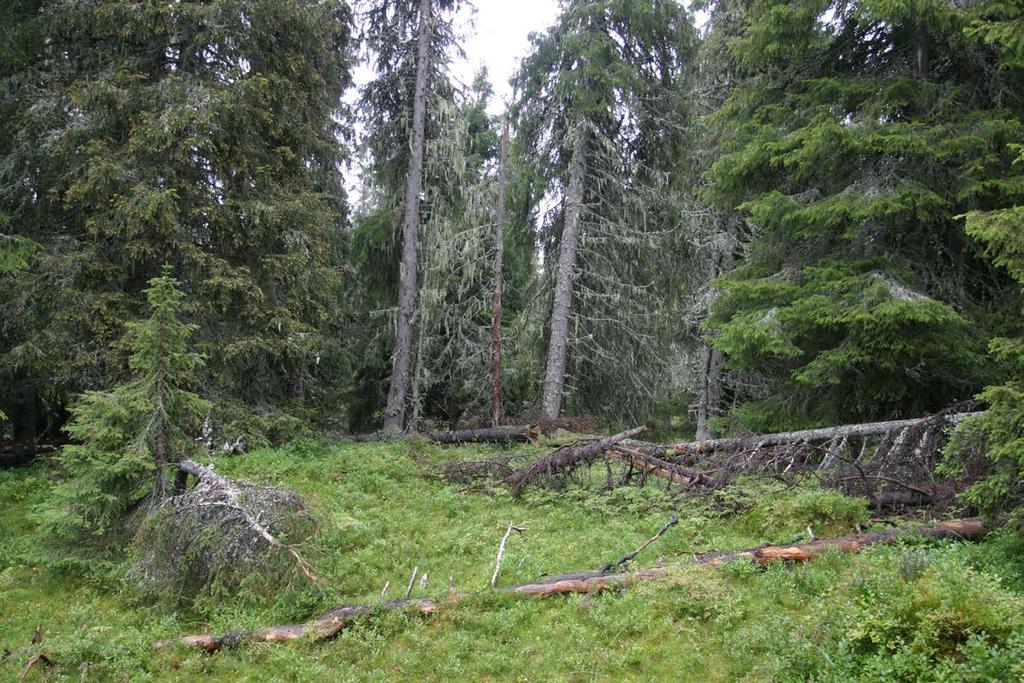 Analyse av skogstrukturer registrert i landsskogtakseringen Sluttrapport fra prosjektet «Viktige strukturer i norsk