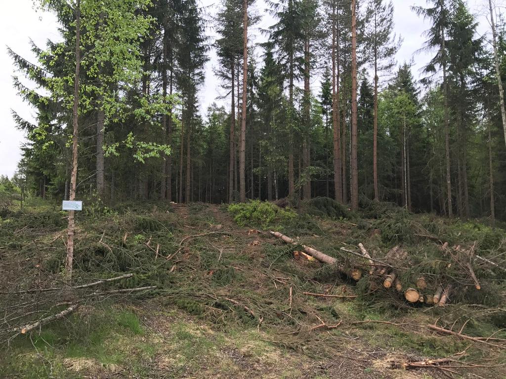 Bilde 10: Bilde tatt etter felling Mai 2017 i området Prioritet 1. Som bildet over viser så er skogbunnen nå åpnet opp, og lys vil komme til og skape undervegetasjon. Noen større trær står igjen.