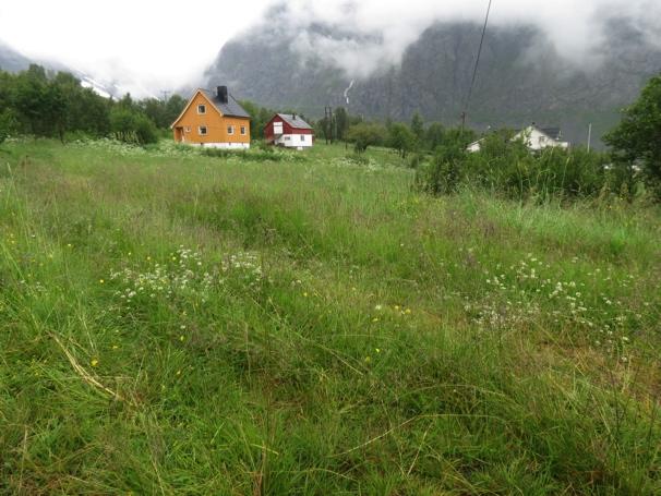 I Norsk rødliste for naturtyper (2011) er ravinedal plassert i kategorien VU (noe truet), fjæresone-skogsmark i kategorien NT (nær truet) og rik boreal frisk løvskog i kategorien DD