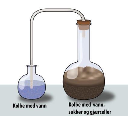 Energiomsetning 120 (oppgave 4 vår 2015) Figuren viser et oppsett for å brygge øl. Hvilken gass blir produsert i kolben med vann, sukker og gjærceller?