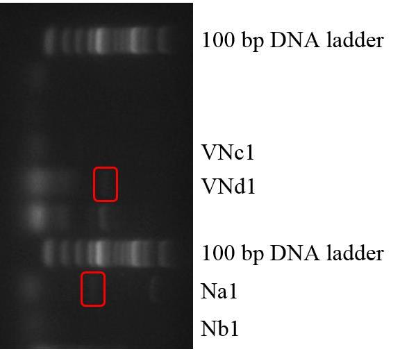 Figur C.2 Gelbilde av Multiplex PCR-produkt fra Veterinærjordet (nord) prøve VNc1 og VNd1, og Niagara prøve Na1 og Nb1 med M3 (brønn 1). Inkludert to 100 bp DNA laddere. Synlig bånd ved ca.