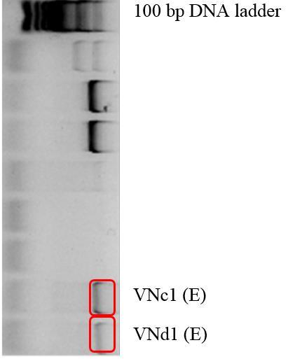 Gelelektroforese av PCR-produkt av 16S rrna fra DNA-templat fra koloni med ESBLfenotypisk resistens, før