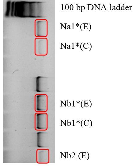 10 PCR av 16S rrna for å bekrefte at det er 16S rrna tilstede i isolat fra kolonier med ESBL-fenotypisk