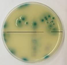 Grønn Klebsiella, Enterobacter, Serratia og Citrobacter (KESC) 4 Bilder i tabell 5.2 og figur 4.4 er tatt av Elahe Abbasi (student NMBU).