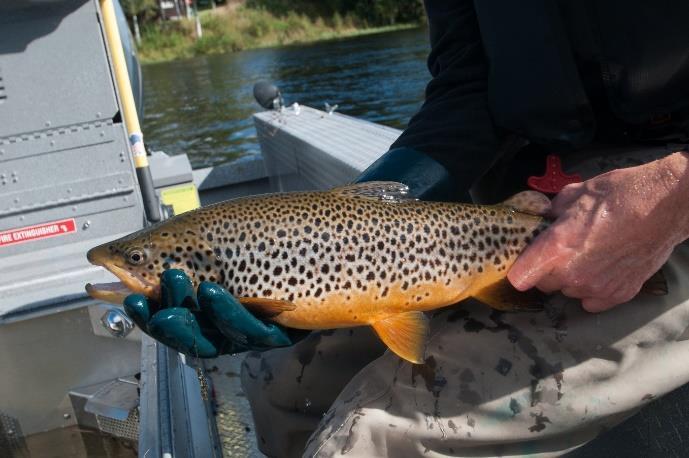 FISK I GLOMMA Mange fiskearter; 29