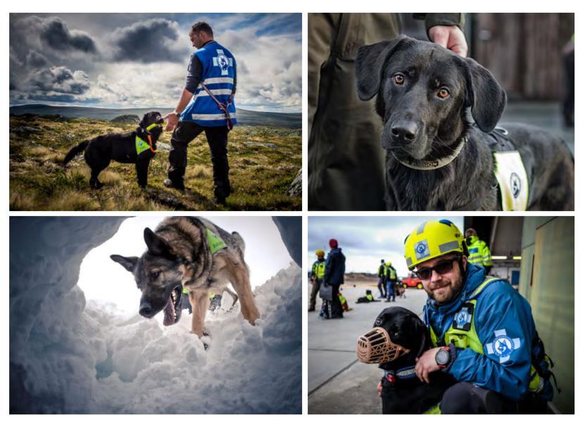 Oppgave 2 (Denne oppgaven teller 50%) «Praktisk» oppgave Norske Redningshunder (NRH) er en frivillig redningsorganisasjon som trener hunder og førere for tjeneste i redningsaksjoner.