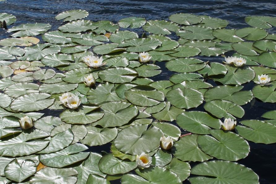 lokalitetene. Figur 5. Bestander av stivt brasmegras (Isoetes lacustris) i Hurdalssjøen ved Rud (lokalitet 3). Utsnitt fra undervannsvideo.
