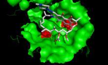 Resistensgen i mycobacterium tuberculosis RpoB kodar for ei subeining på RNA polymerasen («proteinfabrikk» hos