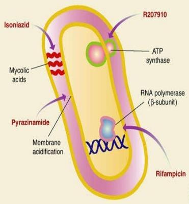 Rifampicin behandling er retta mot RNA polymerasen, når denne blir hindra kan ikkje bakterien overleve.