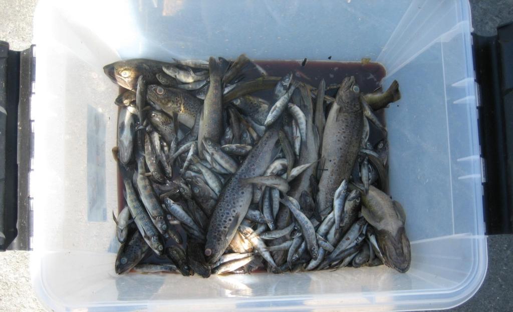 Fiskeundersøking etter fiskedød i Vatnaelva i