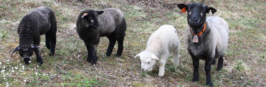 Hva er HUNT Én Helse? HUNT Én helse er et forskningssamarbeid mellom HUNT og de veterinærfaglige miljøene i Norge (Veterinærinstituttet og NMBU Veterinærhøgskolen).