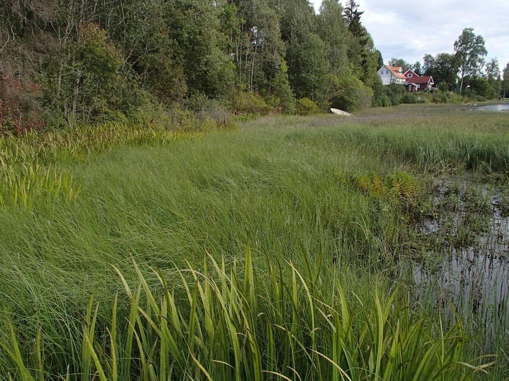 2) Langs nordsiden av Ulvenvannet i Asker kommune, nedenfor/utenfor fyllingen til Drammensveien, er det et bredt parti med fukteng, som gradvis går over i starreng og elvesnellebelte og åpent vann.