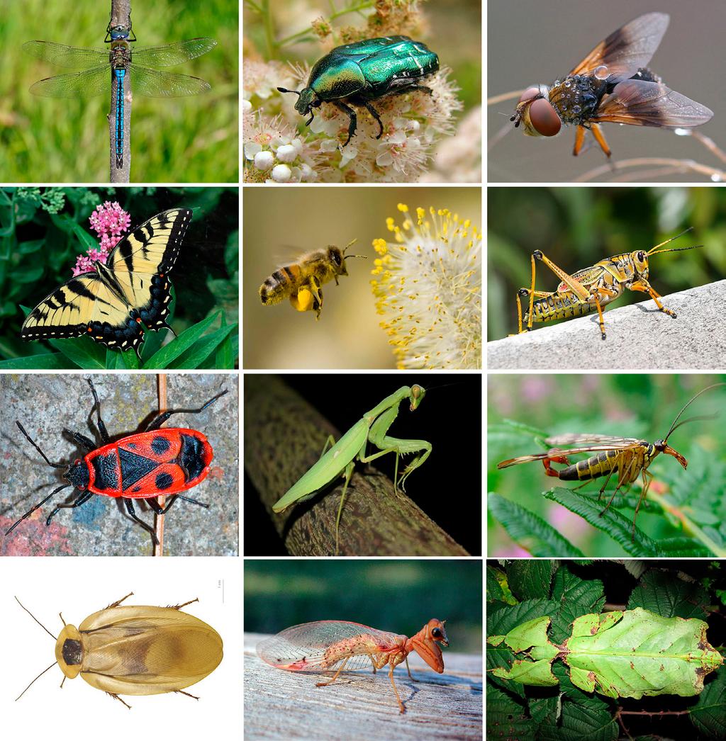 NATUR OG OPPLEVELSER PÅ SKOLEVEIEN GRUBLESPØRSMÅL: Hva er det insekter egentlig driver med på jordkloden vår? Hva er egentlig et tre? Hvordan oppstår egentlig ugress?