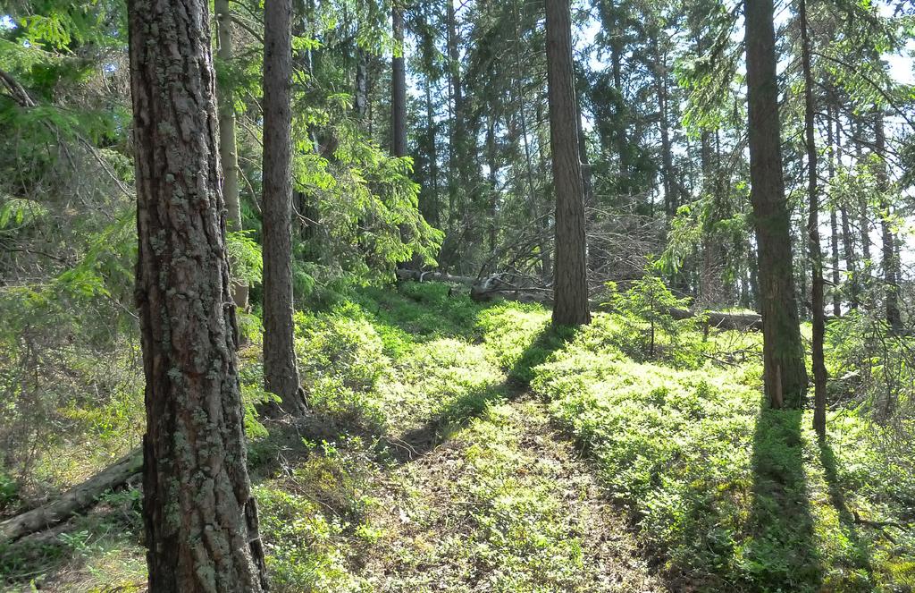 TRÆR I Norge finnes det ca. 30 forskjellige sorter trær. Kanskje du kan navnet på noen fra før? Vi pleier å skille mellom bartrær og løvtrær.