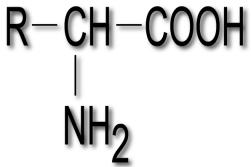 -CH-NH2 COOH aminoacid