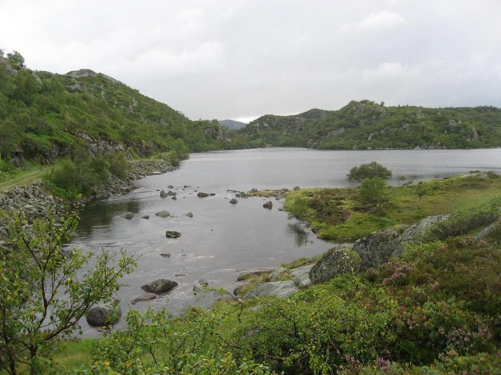 Lisle Kvernevatn med osen i forgrunnen. Foto: Trygve Hesthagen. Tjønnæ er lokalisert ikring ½ km nedstrøms utløpet av Ljoslandsvatn, og må nærmest karakteriseres som en utvidelse av elva.